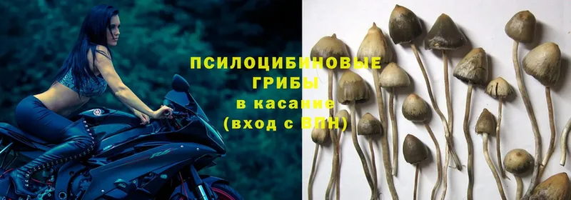 Галлюциногенные грибы Psilocybe  Десногорск 